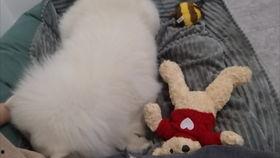 娱乐吃瓜酱狗窝,娱乐圈背后的真实故事